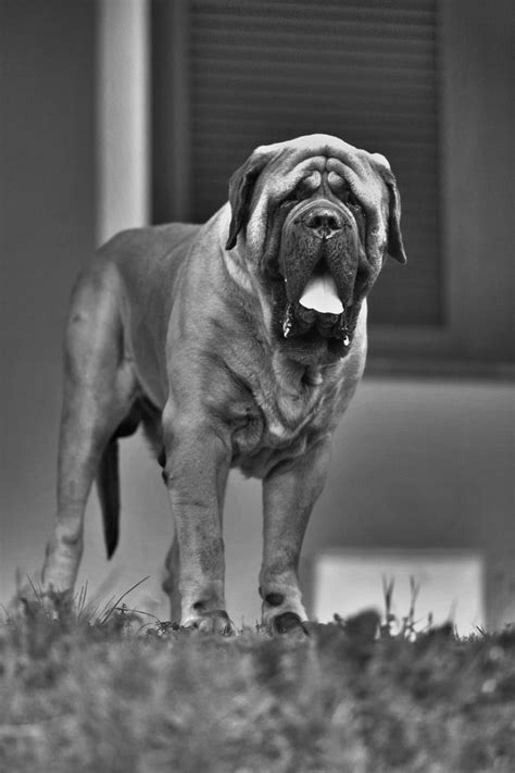 English Mastiff English Mastiff Mastiffs Black Lab Puppies