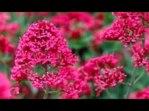 Кентрантус рубер: выращивание из семян, посадка в открытом грунте ...