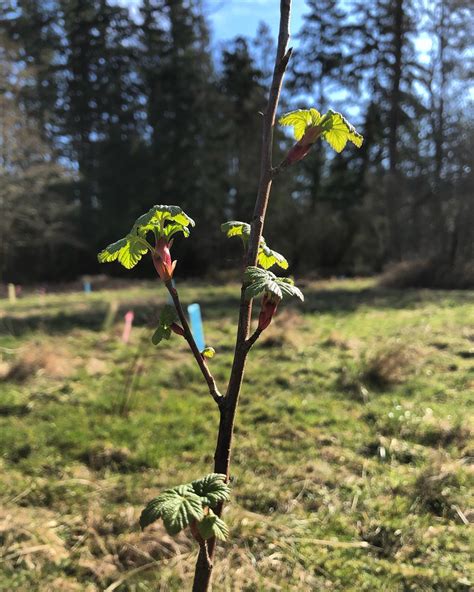 We Love To See New Growth On Last Skagit Land Trust