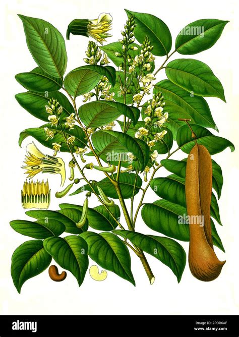 Tolubalsam hi-res stock photography and images - Alamy