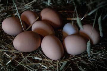 South Dildo Park Glamping Suites