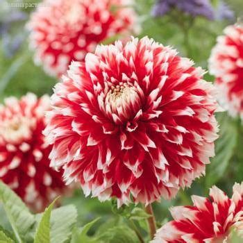 Купить Георгина Ред энд Вайт Фубуки (Клубни) - фото и описание, отзывы ...