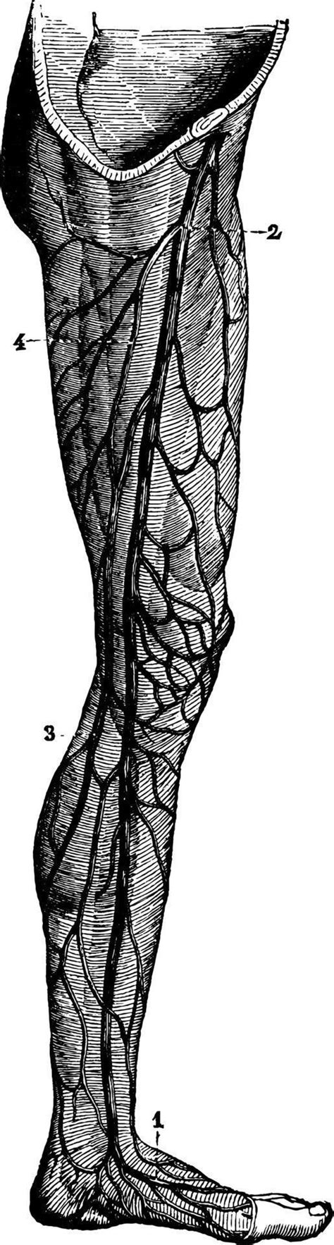 Superficial Veins Of Leg Vintage Illustration 13494850 Vector Art At