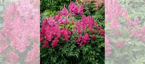 Астильба.Взрослый куст с бутонами.Кустарник купить в Красноярске ...