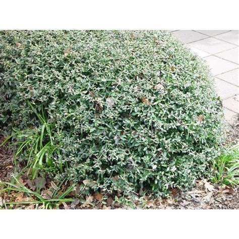 Ilex Vomitoria Dwarf Dwarf Yaupon Dwarf Yaupon Holly North