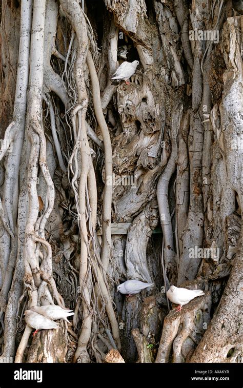 Pigeons Roosting In A Banyan Tree Waikiki Beach Oahu Hawaii Stock