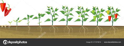 Stages Pepper Growth Seed Sprout Harvest Plants Showing Root System