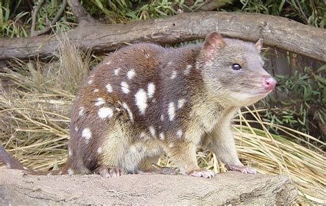 Picture 2 of 5 - Quoll (Dasyurus Viverrinus) Pictures & Images - Animals - A-Z Animals