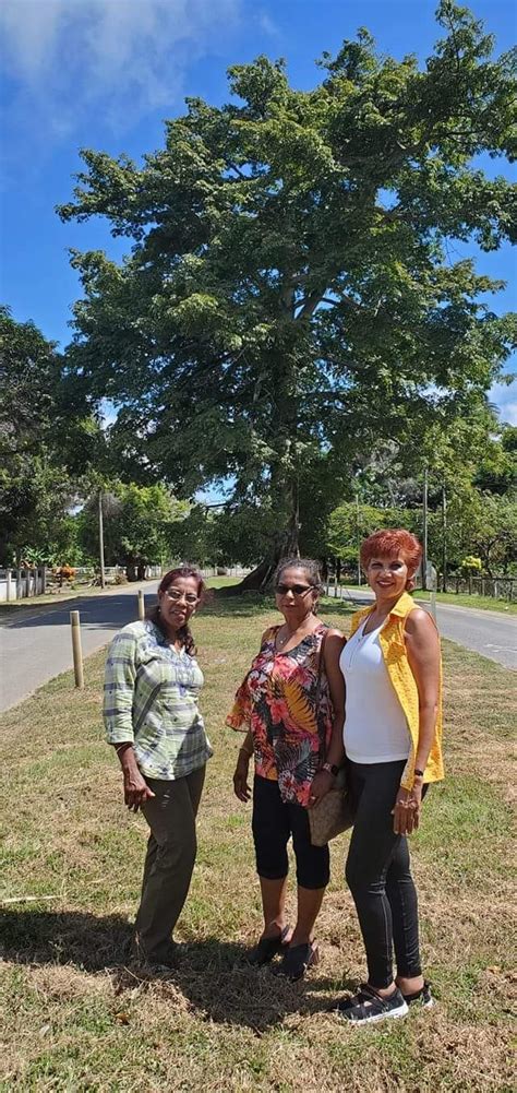 The Silk Cotton Tree Of Which Many Guyanese Are Afraid Guyana South