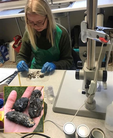 Owl Box Initiative Barn Owl Pellet Dissection Working For Wildlife