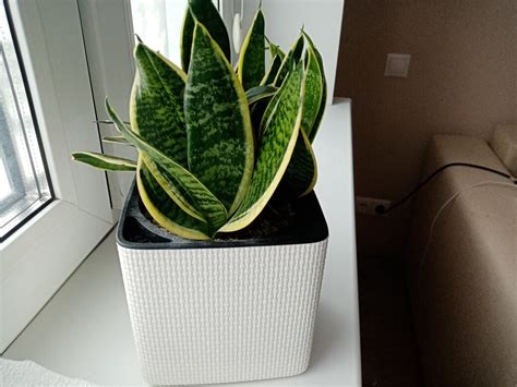 Сансевиерия Ханни Голд | Кто сожрал хлорофитум | Дзен