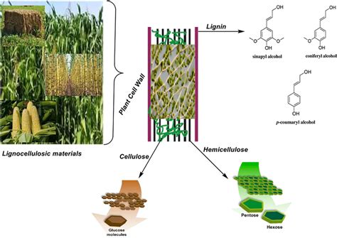 | Essential components and structure of lignocellulose. | Download ...