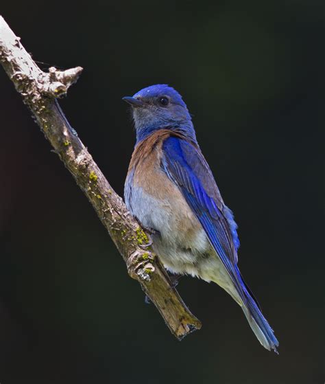 Western Bluebird Populations Expand in the Bay Area | KQED