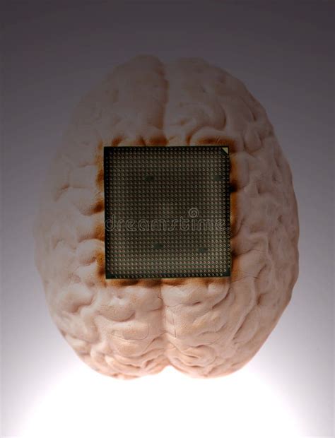 Human Brain Anatomical Model With Cpu Processor Microchip Imagen De