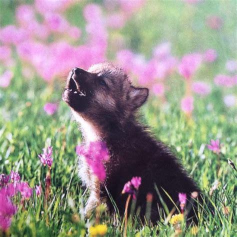 Cute Baby Wolf