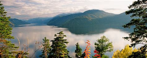 Алтайский кедр | Кедровый орех. 2025 | ВКонтакте