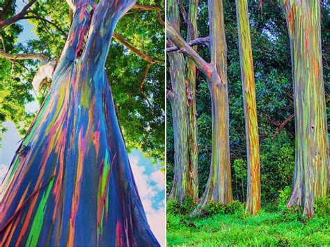 Eucalyptus Deglupta Rainbow Eucalyptus Tree 100 Seeds Etsy