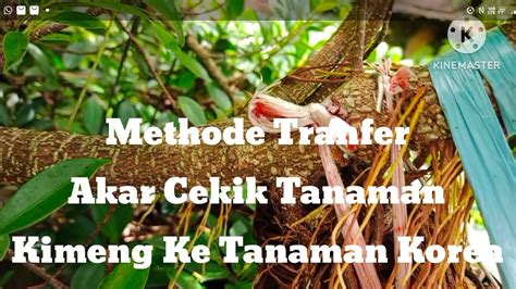 Methode Transfer Akar Cekik Tanaman Kimeng Ketanaman Korea Youtube