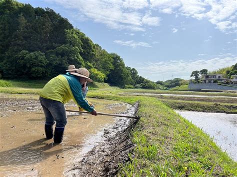 田んぼの畔塗(あぜぬり) ｜楠クリーン村