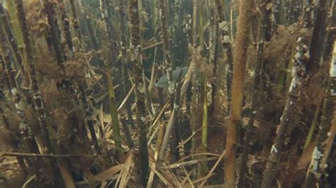 Где рыба зимует - YouTube