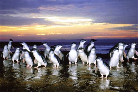 The Habitat Advocate » Blog Archive Fairy Penguins v FV Margiris in ...