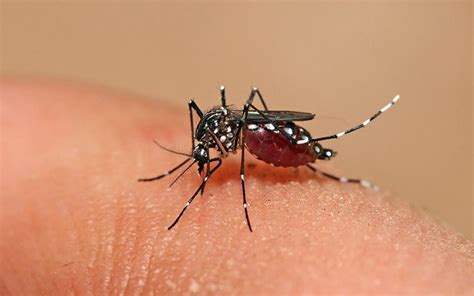 Dengue Dudas S Ntomas Prevenci N Y Qu Pasa Si Te Pica Dos Veces