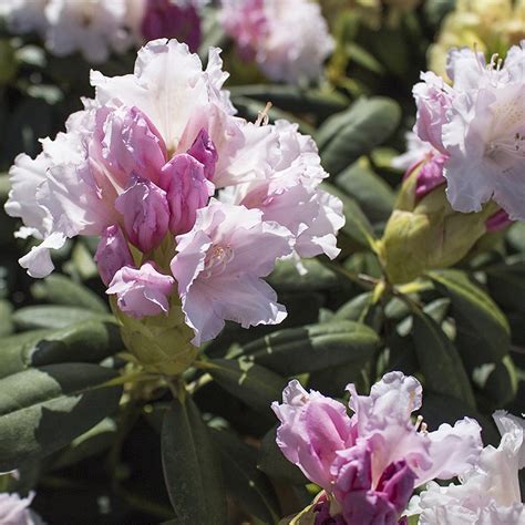 Рододендрон Шнеекроне купить саженцы в питомнике с доставкой