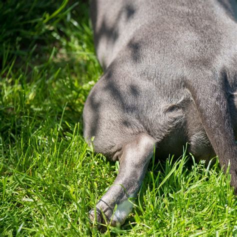 45 Ugly Dog Breeds You'll Love - Parade Pets