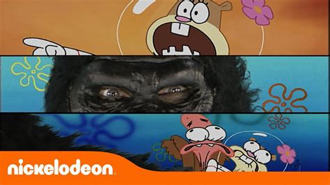 14 Facts About The Spongebob Gorilla