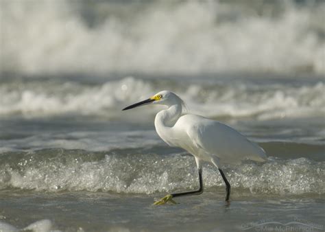 Snowy Egret In The Surf And Waves Mia Mcphersons On The Wing Photography