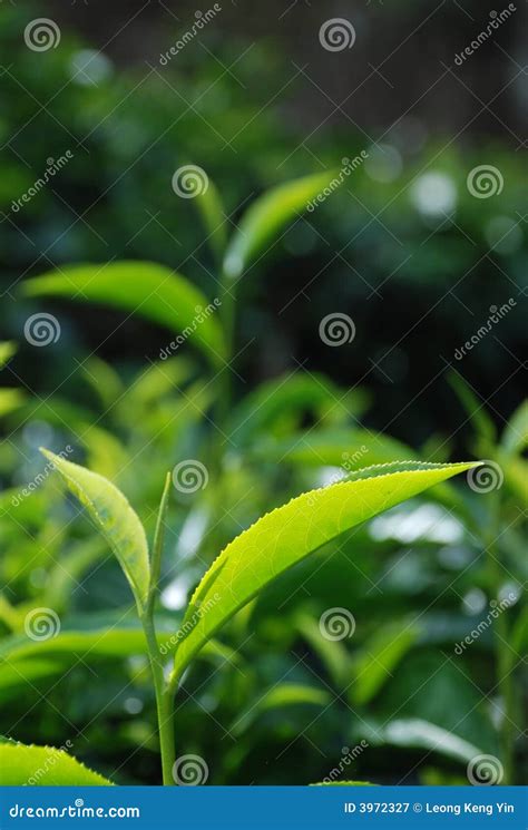 Tea leaf stock image. Image of newborn, natural, hope - 3972327