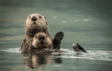 VIDEO Shows Pregnant Sea Otter Trying to Steal Surfboard – Cute Animals ...