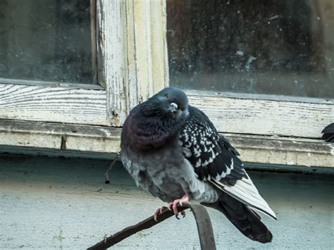 Free photo: City pigeon - Animal, Beautiful, Big - Free Download - Jooinn