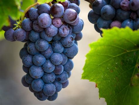 Gamay is Taking Centre Stage