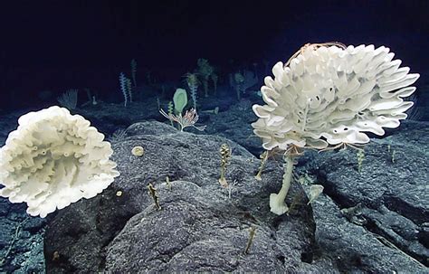 Conservation groups sue Trump administration over opening of Pacific ...