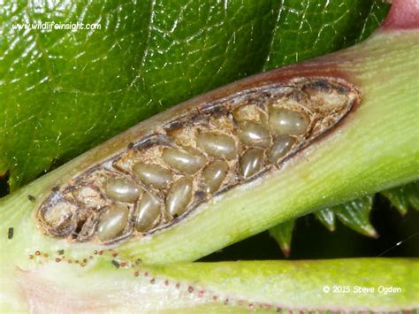 Identification of Sawfly caterpillars on garden plants, shrubs, trees, flowers and fruits ...