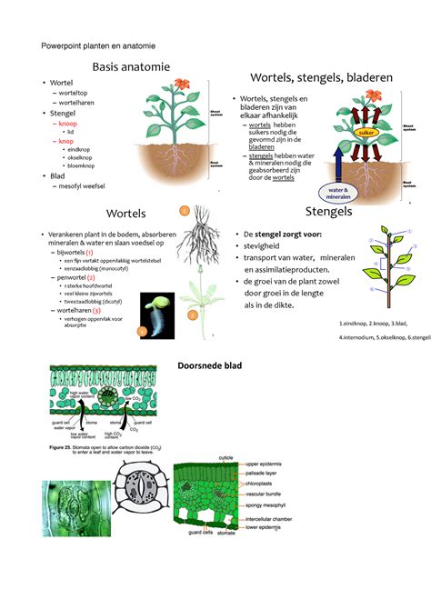 Bio Samenvatting Pp Planten En Anatomie Powerpoint Planten En