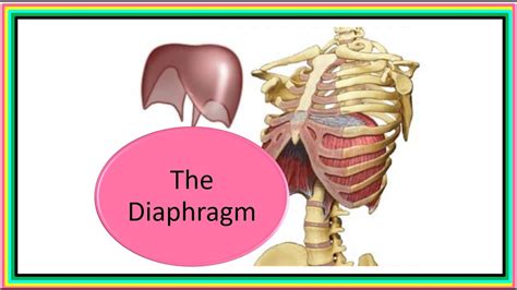 The Diaphragm Youtube