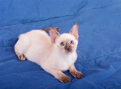 Tortie Point Siamese Cat Info Pictures Facts History Catster