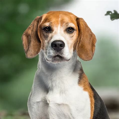 Beagle: Weight Charts, Life Expectancy, Size, and More
