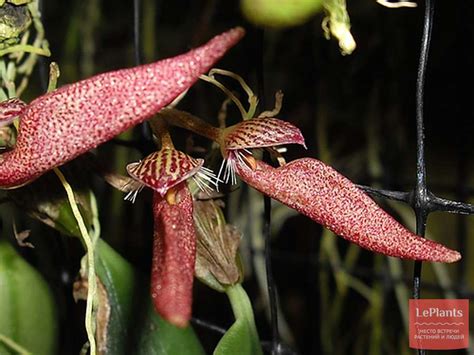 Бульбофиллум удивительный (Bulbophyllum mirum) — описание, выращивание ...