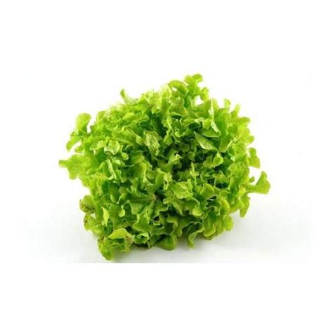 Graines De Laitue Feuille De Ch Ne Blonde M Thode Bio Salade L Gume Potager Rakuten