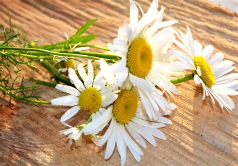 поле ромашек картинки красивые