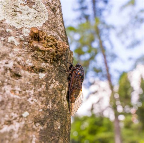 400 Dead Cicadas Stock Photos Pictures And Royalty Free Images Istock