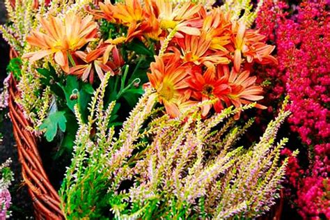 Вереск — куда посадить, какая нужна почва и где использовать в дизайне ...