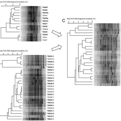 Fig S Rep Pcr Dna Fingerprinting Patterns Of The Strains Gel Images