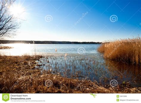 Reed On The Shore Of A Lake Stock Photo Image Of Morning Brandenburg