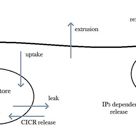 Flux Diagram For The Two Pool Model In This Case Two Different