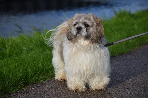 Dog Free Stock Photo Public Domain Pictures