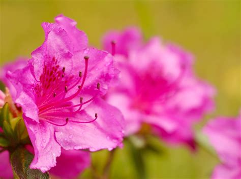 Azalea Pink Flowers Free Photo On Pixabay Pixabay